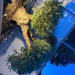 Dei Cedri Garden Villa